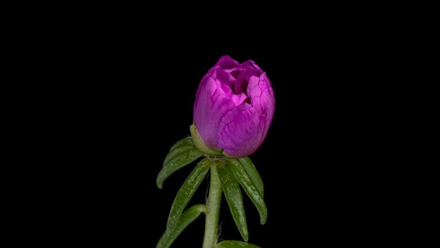 Beautiful pink purslane flower opening on black background close-up