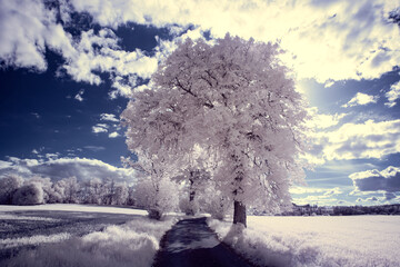 infrared photography - ir photo of landscape with tree under sky with clouds - the art of our world...