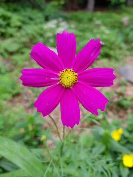 flower in korea