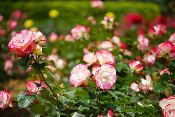 日本の植物園に咲くピンク色のバラ