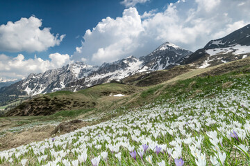 Alpine meadow in the Orobie mountains, Italy landscape 