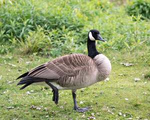 Canada Geese Photo. Standing on one leg with blur green background in its environment and habitat surrounding.Picture. Portrait. Image.
