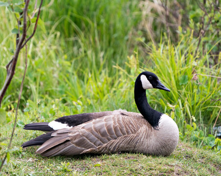 Canada Geese Photo. Resting on grass with blur green background in its environment and habitat surrounding.Picture. Portrait. Image.