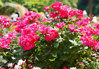 日本の植物園に咲くピンク色のバラ