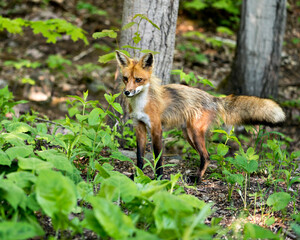 Naklejka na ściany i meble Red Fox Photo. Fox Image. Close-up profile view in the forest with foliage and looking at camera in its environment and habitat. Picture. Portrait.