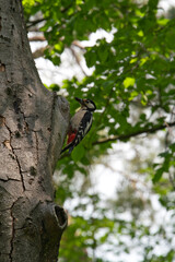 woodpecker on a tree near his home close-up