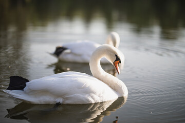 two white swans swim on the pond