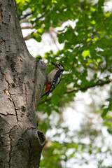 woodpecker on a tree near his home close-up