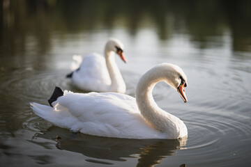 two white swans swim on the pond