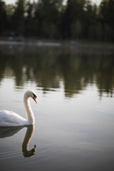 lonely white swan floats on the pond