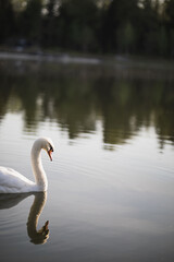 lonely white swan floats on the pond
