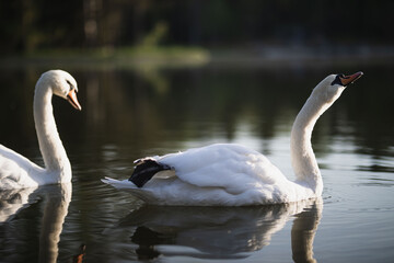 two white swans swim on the pond