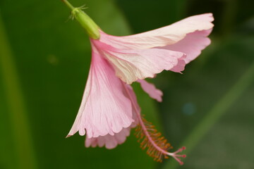 fleur hibiscus