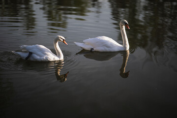 two white swans swim on the pond