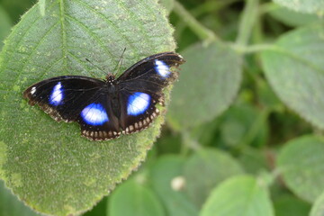 papillon