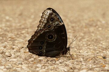 papillon au sol