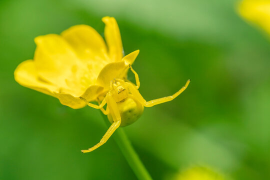 A yellow flower spider (Misumena vatia) waiting for prey under a buttercup blossom.