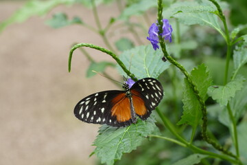 papillon