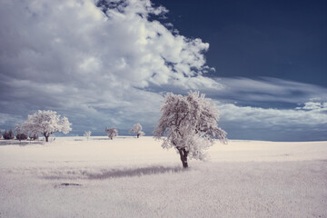 infrared photography - ir photo of landscape with tree under sky with clouds - the art of our world...