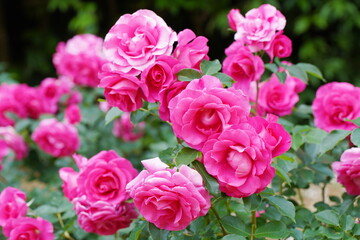 日本の植物園に咲くピンク色のバラ