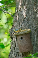 a nuthatch, sitta eurpaea, feeds its young in the bird house
