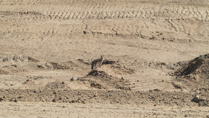 South American Gray Fox, Latin Name - Lycalopex Griseus). Argentinian Fox in Patagonian Desert. Native South American Wildlife. Wild Fox Standing on a Small Sunny Hill. Camouflage Fur Color.