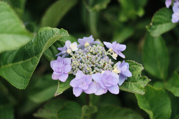紫陽花