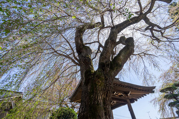 長桂寺