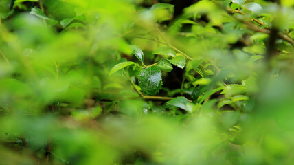 leaves in the forest