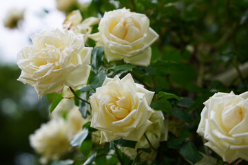 日本の植物園に咲く白や黄色のバラ