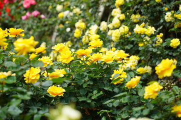 日本の植物園に咲く白や黄色のバラ