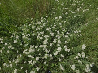 fresh wild flowers in green field