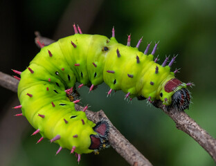 Naklejka premium caterpillar on a leaf