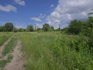 fresh green landscape under blue sky with clouds