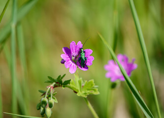 a green shining beetle inspects a wild Red Campion (Silene dioica) growing in unspoilt UK woodland
