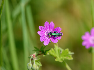 a green shining beetle inspects a wild Red Campion (Silene dioica) growing in unspoilt UK woodland