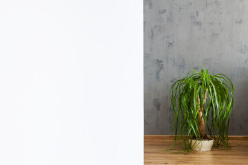 Gray concrete wall in an industrial living room. White copr space. Potted plant on the wooden floor.