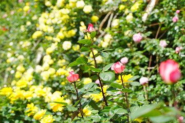 日本の植物園に咲く白や黄色のバラ