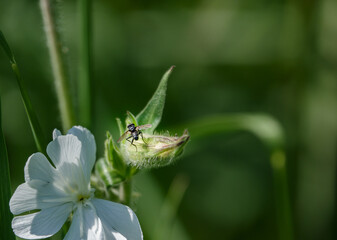 close up of a white campion flower with a visiting fly