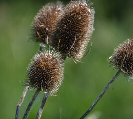 golden brown Dipsacus fullonum
teasel autumnal thistle head 