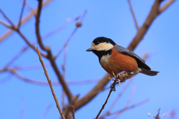 migratory bird　森林植物園での野鳥ヤマガラを撮影