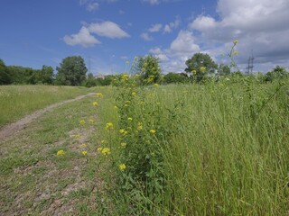 fresh green landscape under blue sky with clouds