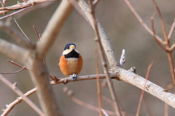 migratory bird 森林植物園での野鳥ヤマガラを撮影