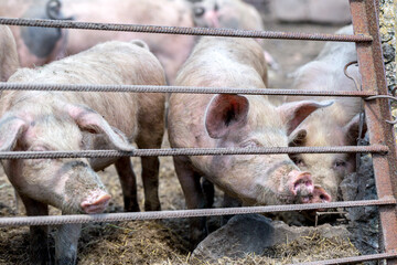 Dirty pigs grazing on a pig farm. Natural organic pig breeding. Farming. Stockbreeding. Snout in close up