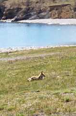 A wild fox is basking in the sun on the shore of Baikal Lake on a warm May day. Wildlife, animal in natural habitat