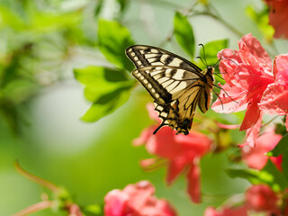 Fototapeta na wymiar ツツジの花の蜜を吸うキアゲハ