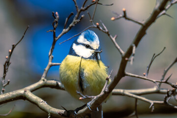 Close-up Of Blue Tit Perching On Branch

