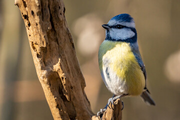 Close-up Of Blue Tit Perching On Branch
