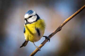 Close-up Of Blue Tit Perching On Branch

