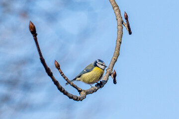 Close-up Of Blue Tit Perching On Branch
